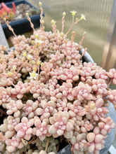 Load image into Gallery viewer, Graptopetalum Mendoza small cluster cutting - April Farm/Rare Succulents