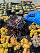 Load image into Gallery viewer, Aeonium black cluster - April Farm/Rare Succulents