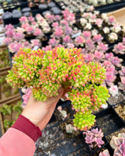 Load image into Gallery viewer, Sedum Large Lemon Finger Cristata - April Farm/Rare Succulents