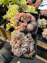 Load image into Gallery viewer, Echeveria Crested Elaine - April Farm/Rare Succulents
