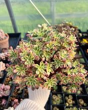 Load image into Gallery viewer, Aeonium Cream Tea/Sweet Tea - April Farm/Rare Succulents