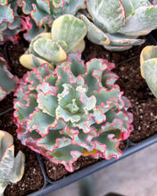 Load image into Gallery viewer, Echeveria Aquarius frills - April Farm/Rare Succulents