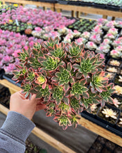 Load image into Gallery viewer, Aeonium Cream Tea/Sweet Tea - April Farm/Rare Succulents