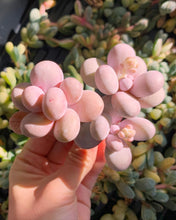 Load image into Gallery viewer, Graptopetalum Cream Stone - April Farm/Rare Succulents