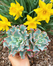 Load image into Gallery viewer, Echeveria Aquarius frills - April Farm/Rare Succulents