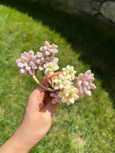 Load image into Gallery viewer, Graptopetalum Ellen Variegated cluster - April Farm/Rare Succulents