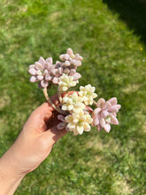 Load image into Gallery viewer, Graptopetalum Ellen Variegated cluster - April Farm/Rare Succulents
