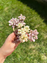 Load image into Gallery viewer, Graptopetalum Ellen Variegated cluster - April Farm/Rare Succulents