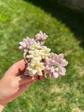 Load image into Gallery viewer, Graptopetalum Ellen Variegated cluster - April Farm/Rare Succulents