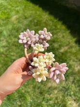 Load image into Gallery viewer, Graptopetalum Ellen Variegated cluster - April Farm/Rare Succulents