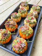 Load image into Gallery viewer, Rare Succulent - Succulents Lucky Pumpkin