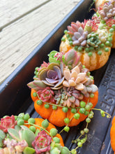 Load image into Gallery viewer, Rare Succulent - Succulents Lucky Pumpkin