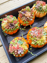 Load image into Gallery viewer, Rare Succulent - Succulents Lucky Pumpkin
