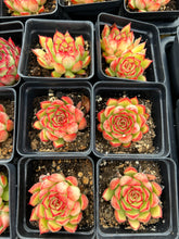 Load image into Gallery viewer, Echeveria Firefly (mini succulent) - April Farm/Rare Succulents