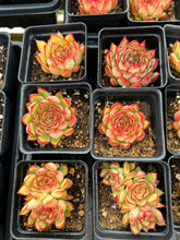 Load image into Gallery viewer, Echeveria Firefly (mini succulent) - April Farm/Rare Succulents