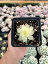 Load image into Gallery viewer, Haworthia variegated cooperi - April Farm/Rare Succulents