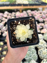 Load image into Gallery viewer, Haworthia variegated cooperi - April Farm/Rare Succulents