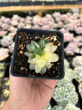 Load image into Gallery viewer, Haworthia variegated cooperi - April Farm/Rare Succulents