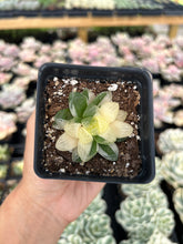 Load image into Gallery viewer, Haworthia variegated cooperi - April Farm/Rare Succulents