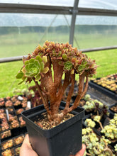 Load image into Gallery viewer, Aeonium crested sp - April Farm/Rare Succulents