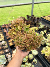 Load image into Gallery viewer, Aeonium crested sp - April Farm/Rare Succulents