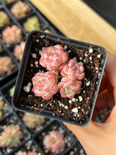 Load image into Gallery viewer, Echeveria mini Maigan cluster (mini plant) - April Farm/Rare Succulents