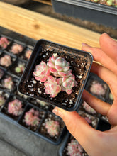 Load image into Gallery viewer, Echeveria mini Maigan cluster (mini plant) - April Farm/Rare Succulents