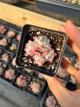 Load image into Gallery viewer, Echeveria mini Maigan cluster (mini plant) - April Farm/Rare Succulents