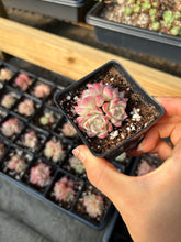 Load image into Gallery viewer, Echeveria mini Maigan cluster (mini plant) - April Farm/Rare Succulents