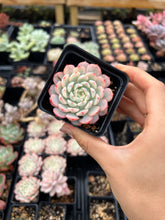 Load image into Gallery viewer, Echeveria Variegated white Minima - April Farm/Rare Succulents