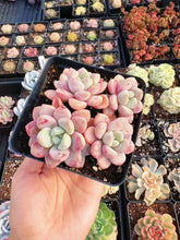 Load image into Gallery viewer, Echeveria Spot Deer Cluster - April Farm/Rare Succulent