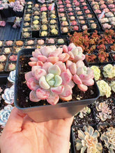 Load image into Gallery viewer, Echeveria Spot Deer Cluster - April Farm/Rare Succulent