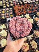 Load image into Gallery viewer, Echeveria Crested Puffling - April Farm/Rare Succulent