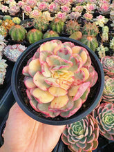 Load image into Gallery viewer, Echeveria Variegated Wisdom - April Farm/Rare Succulent