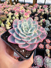 Load image into Gallery viewer, Echeveria Variegated Cream Peach - April Farm/Rare Succulent
