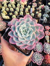 Load image into Gallery viewer, Echeveria Variegated Cream Peach - April Farm/Rare Succulent