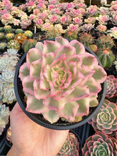 Load image into Gallery viewer, Echeveria Variegated Purple Butterfly - April Farm/Rare Succulent