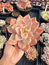 Load image into Gallery viewer, Echeveria Variegated Carmela - April Farm/Rare Succulent