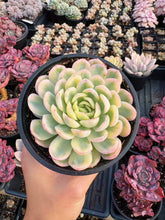 Load image into Gallery viewer, Echeveria Variegated Strawberry Ice - April Farm/Rare Succulent