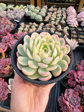 Load image into Gallery viewer, Echeveria Variegated Strawberry Ice - April Farm/Rare Succulent