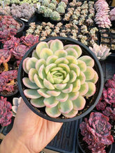 Load image into Gallery viewer, Echeveria Variegated Strawberry Ice - April Farm/Rare Succulent