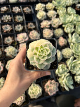 Load image into Gallery viewer, Echeveria Rolly Variegata - April Farm/Rare Succulent