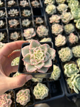 Load image into Gallery viewer, Echeveria Rolly Variegata - April Farm/Rare Succulent