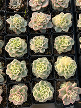 Load image into Gallery viewer, Echeveria Rolly Variegata - April Farm/Rare Succulent