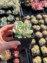 Load image into Gallery viewer, Echeveria 'AK Maria' - April Farm/Rare Succulents