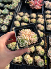 Load image into Gallery viewer, Echeveria White Maigan - April Farm/Rare Succulents