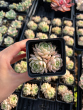 Load image into Gallery viewer, Echeveria White Maigan - April Farm/Rare Succulents
