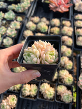 Load image into Gallery viewer, Echeveria White Maigan - April Farm/Rare Succulents