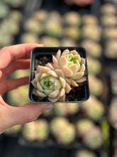 Load image into Gallery viewer, Echeveria White Maigan - April Farm/Rare Succulents