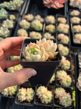 Load image into Gallery viewer, Echeveria White Maigan - April Farm/Rare Succulents